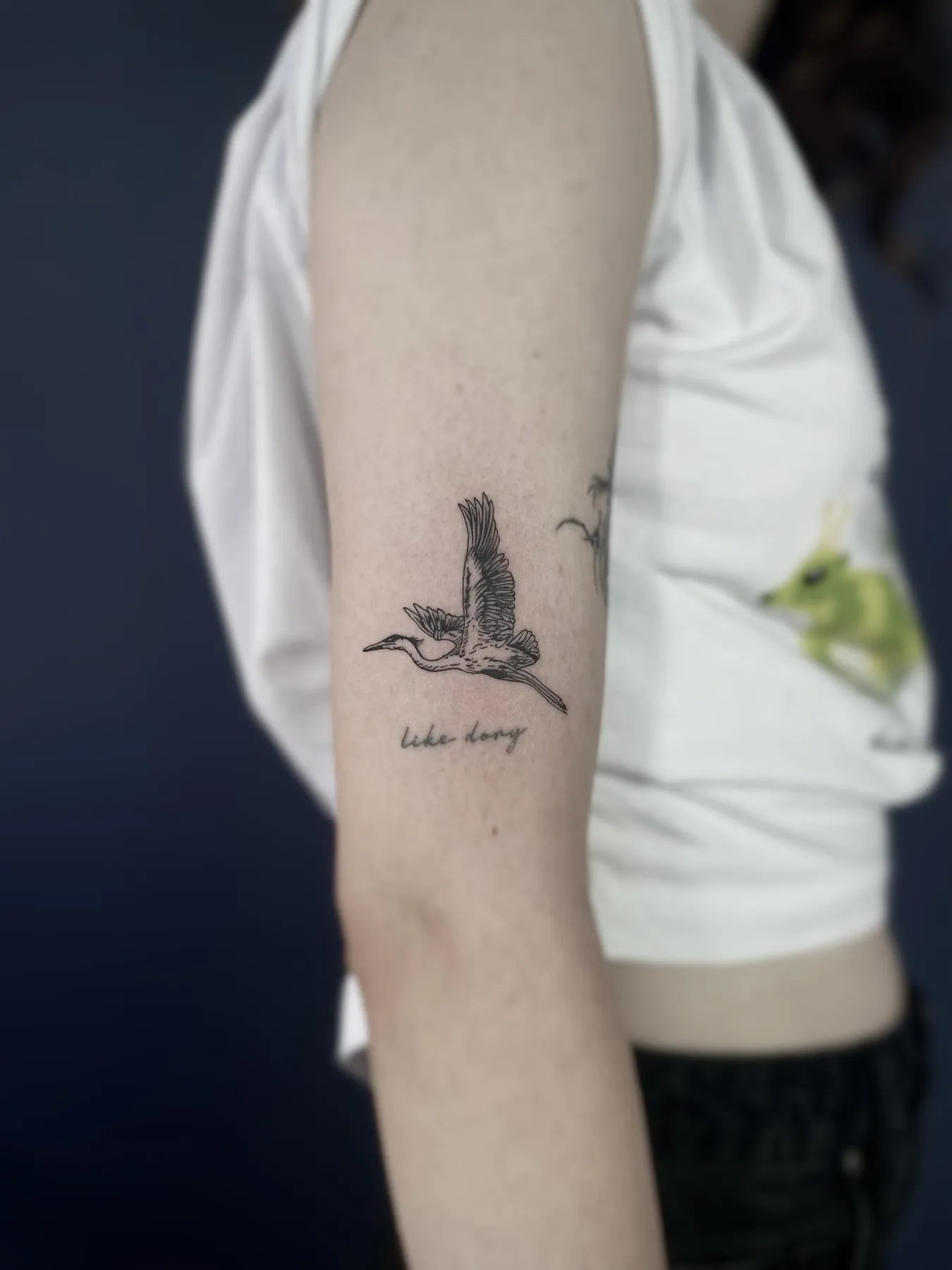 Turna — Fine Line · Yazı